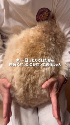 飼い主さんの膝に乗る犬