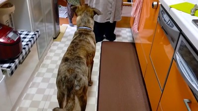 パパが戻ってきた時のりゅうさん5