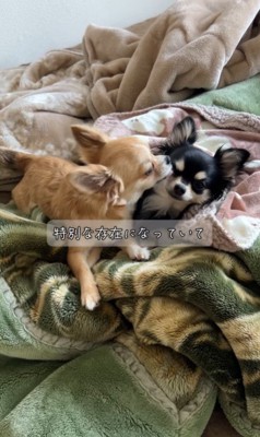 チコちゃんとナッツちゃんの6ヶ月間の軌跡8