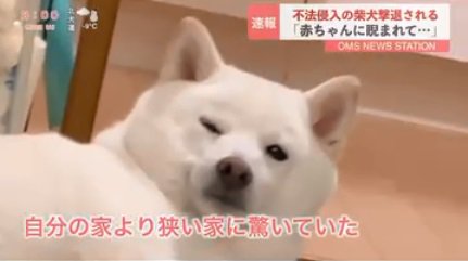 驚くおまめくん