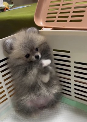 何度も挨拶するしらすちゃん