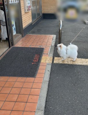 コンビニ前で立ち止まる天くん