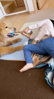 犬が咥えているおもちゃを引っ張って大きな声をあげる女の子