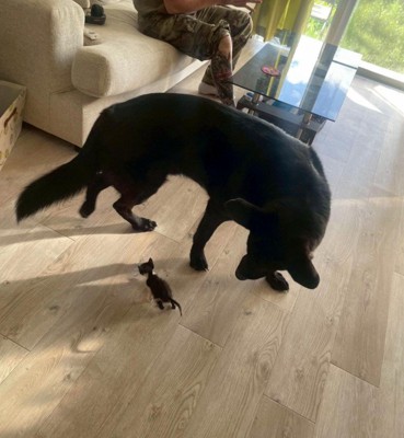 キングくんと子猫