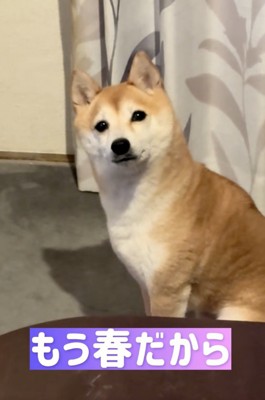 ストーブとは、しばしお別れ