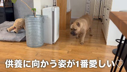 すっかり供養慣れしたラブちゃん