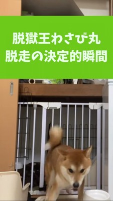 ケージから脱走し去っていく柴犬