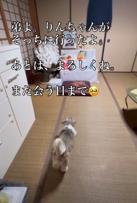 飼い主さんに会えたかな？
