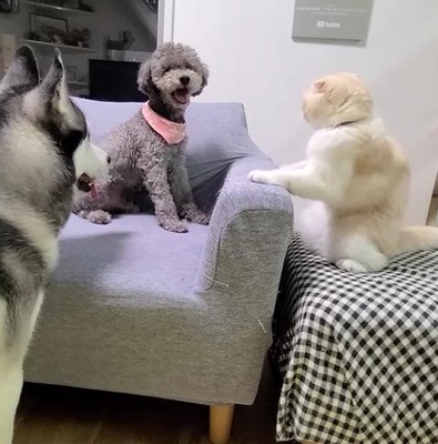 カメラを見る犬