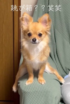 ソファーのひじ掛けにまたがる小型犬