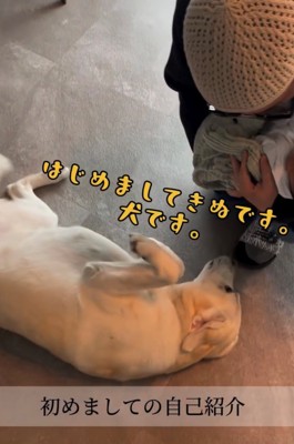 おなかを見せて寝転ぶ犬2