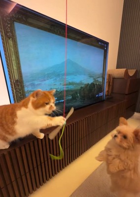 ジャンプするのえるちゃん