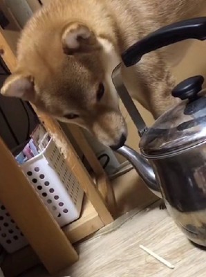 なんと、やかん！！