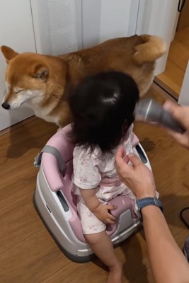 女の子の後ろへと移動する柴犬