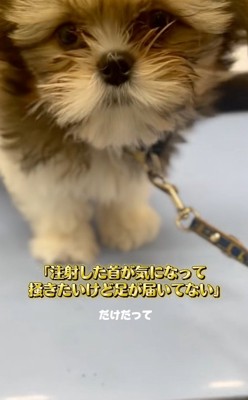 首が痒かったこげまるくん