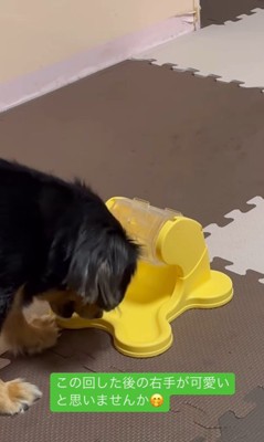 ごはんが出るオモチャで遊ぶれん君4