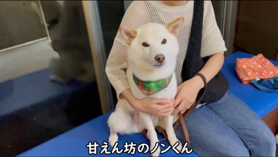 動物病院の椅子に座る犬