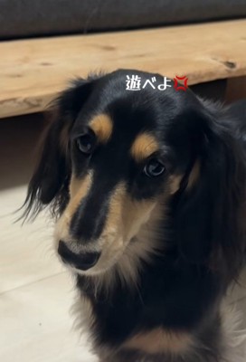 遊んでもらえなくて怒る紬ちゃん2