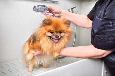 シャワー中のポメラニアン