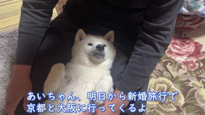 柴犬のあいちゃん