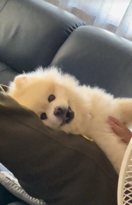 おじいちゃんに撫でてもらう小型犬