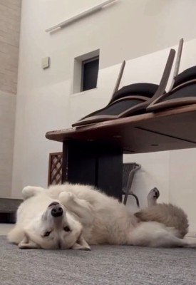 ヘソ天のナオちゃん