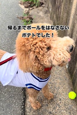 見上げる犬2