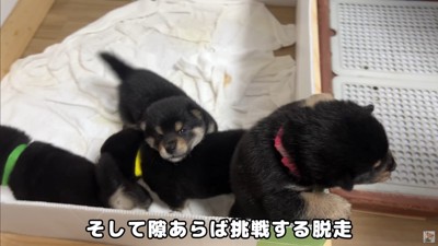 大脱走を試みる赤ちゃん犬たち3