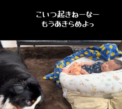 赤ちゃんを起こしたいとらじろう君9