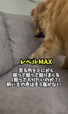 地面をホリホリ！