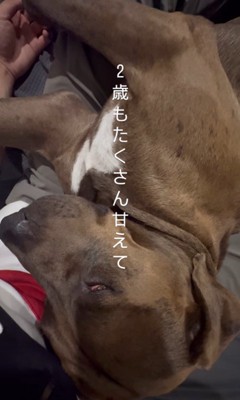 リバくんが2歳になるまで6