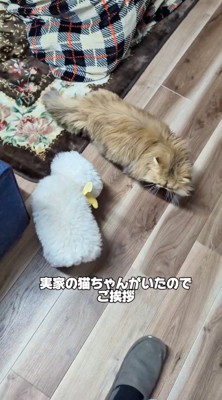 猫を見つめる犬