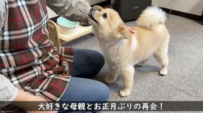 おばあちゃんの顔を見上げる犬