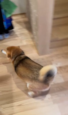 お客さんを熱烈歓迎するはちちゃん3