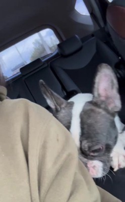 飼い主から電話がきたが…