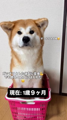 買い物カゴの中に座る犬