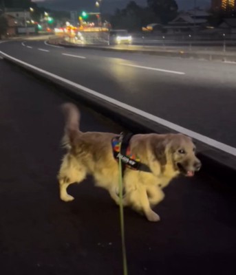 夜に散歩をする犬