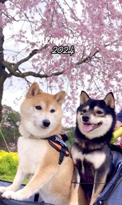 桜のそばでカートに乗る2匹の犬