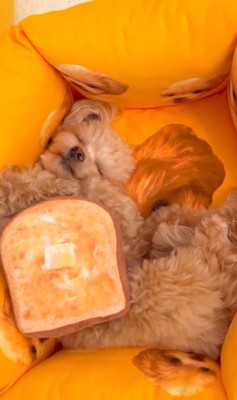 チワプーのとろろちゃん