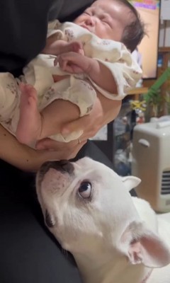 コロちゃんと赤ちゃんの初対面6