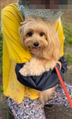 お隣のおばちゃんを発見したちゃちゃ君⑩