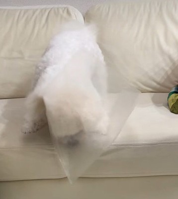 クリアファイルで遊ぶ♪