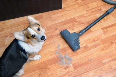 抜け毛と掃除機と犬