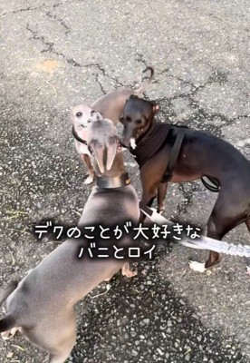 3兄弟は仲良し♪