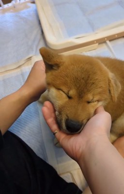 目をつぶるおでんくん