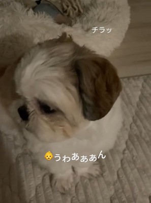 赤ちゃんを見るちろ君