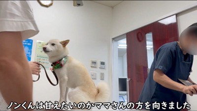 診察台に乗って飼い主の方を見る犬