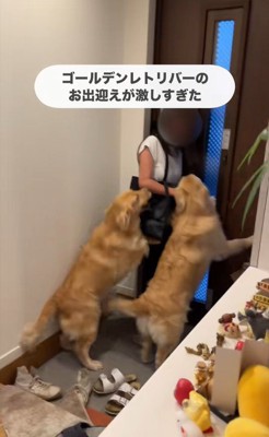 ちあちゃん&ひまわりちゃんの熱烈歓迎