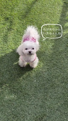 飼い主の顔を見上げる犬