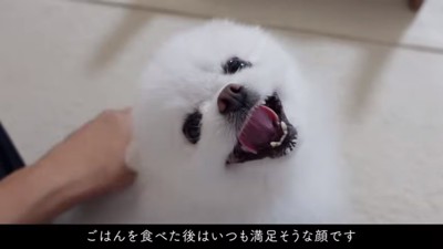 笑顔のマヨちゃん